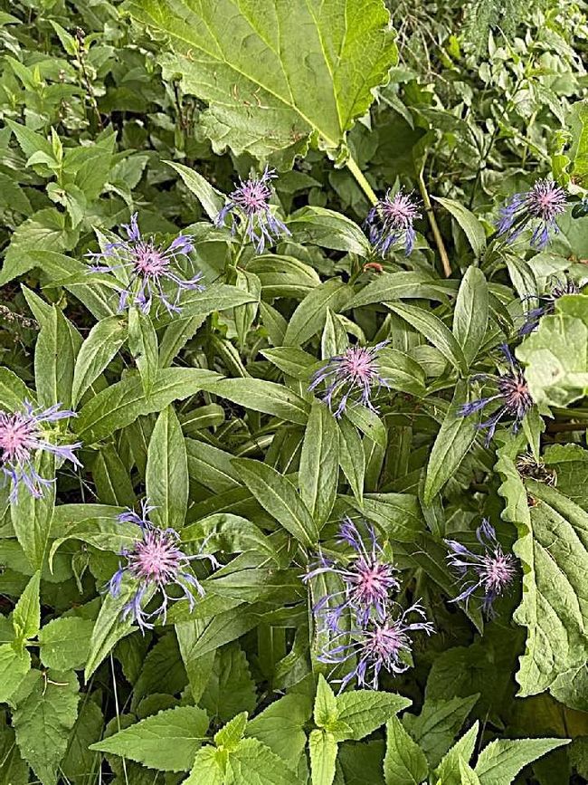 Perennials | Image 96