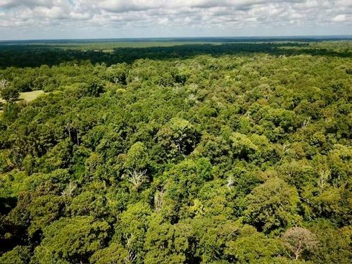 11.8+/- Acs County Road 4190, Woodville, TX, 75979 | Card Image