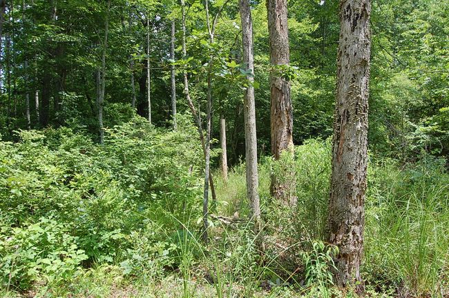 10 Laurel Brook Rd, Home with 0 bedrooms, 0 bathrooms and null parking in Dunlap TN | Image 20