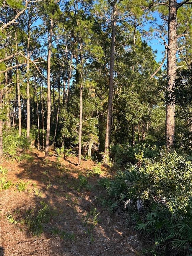 1090 Homestead Cove, Home with 0 bedrooms, 0 bathrooms and null parking in GENEVA FL | Image 8