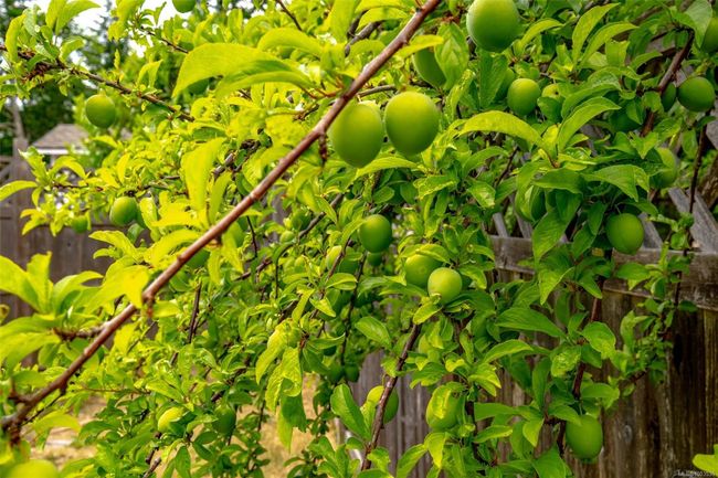 Fruit tree | Image 90
