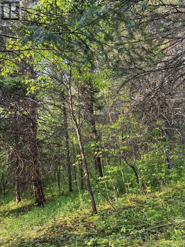 27 Old Nipissing Road N Road, Home with 0 bedrooms, 0 bathrooms and null parking in Parry Sound Remote Area (Pringle) ON | Image 4