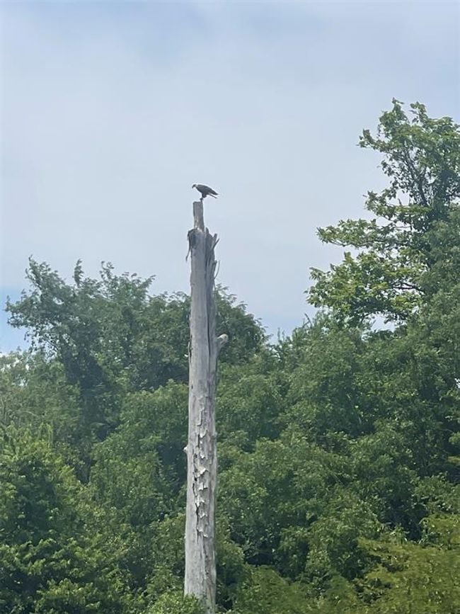 Eagle hangs out sometimes | Image 38