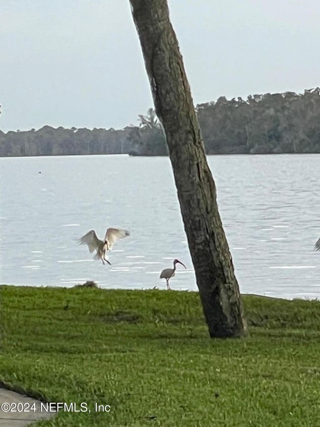C217 - 179 Beechers Point Dr, Condo with 1 bedrooms, 1 bathrooms and null parking in Welaka FL | Image 35