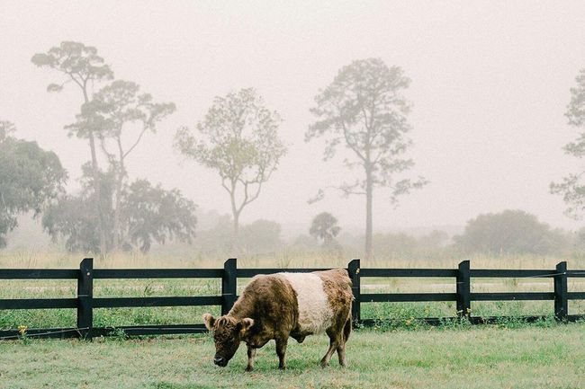 cowsfoggy | Image 11