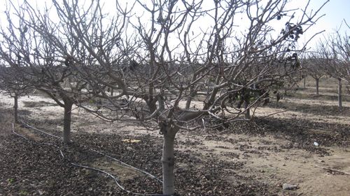 9999 Avenue 384, Dinuba, CA, 93618-9544 | Card Image