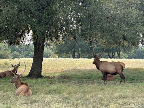 TBD-LOT 42 Blackbuck, Pipe Creek, TX, 78063 | Card Image