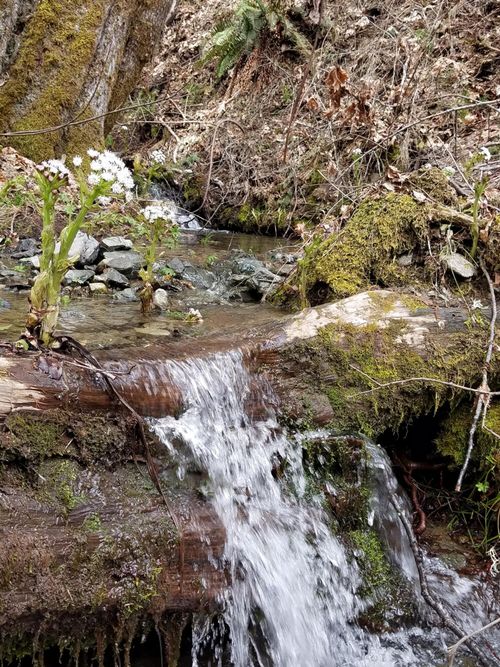 2905 Birdseye Creek Rd, Gold Hill, OR, 97525-9793 | Card Image