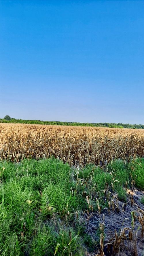 T B D Fm 1528, Cooper, TX, 75432 | Card Image