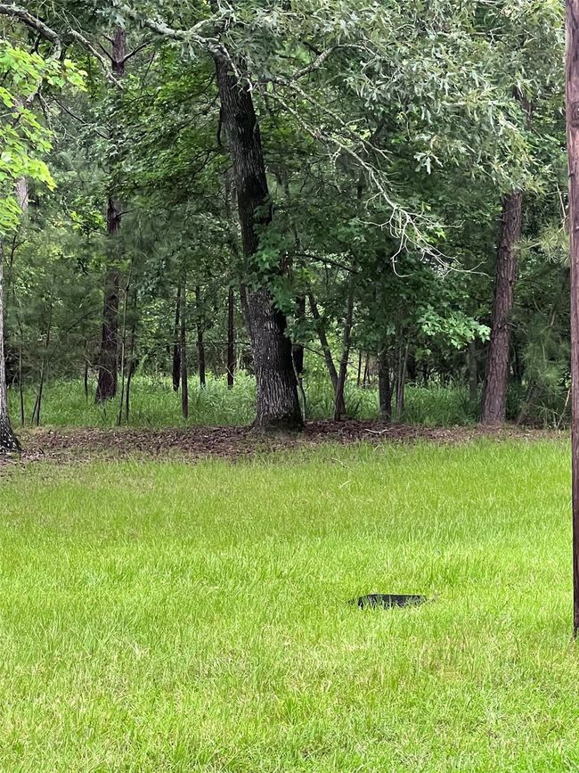 Nice area already cleared with just enough trees remaining to give nice shade. | Image 8
