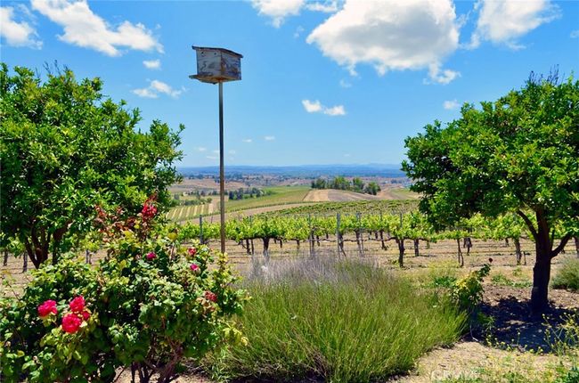 Beautiful Vineyard Views | Image 4