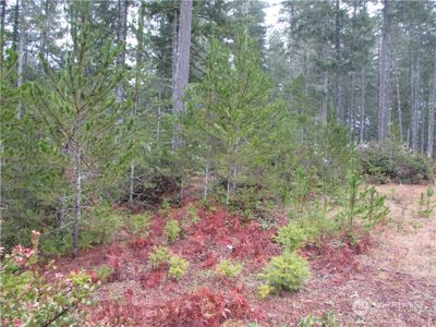 Many Firs on property | Image 2