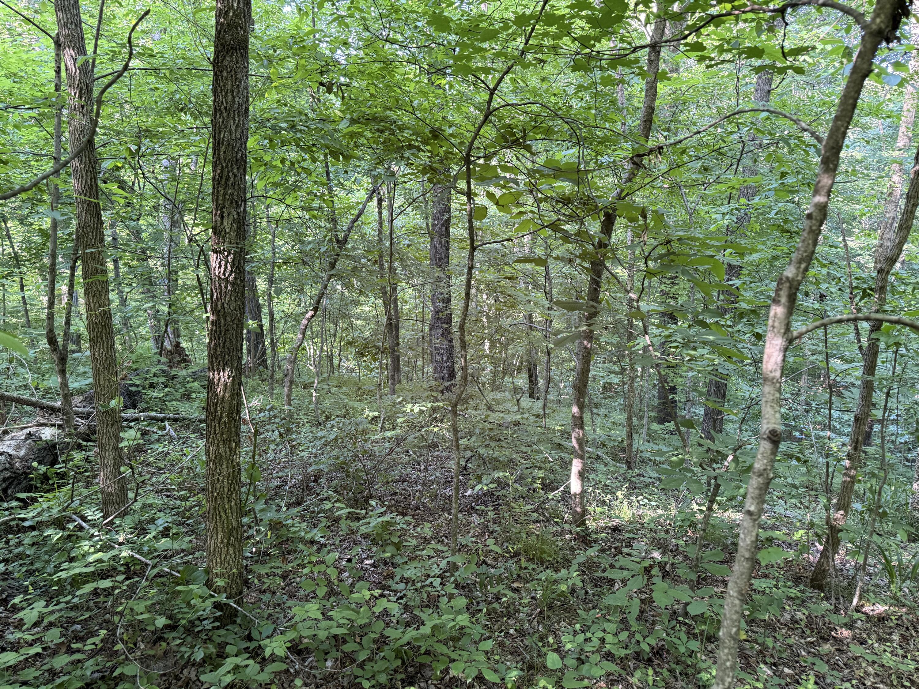 Land in Leitchfield 5