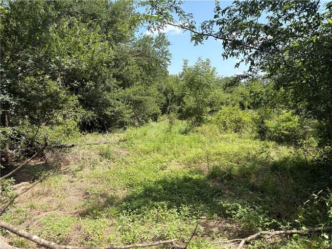 View of woods | Image 8
