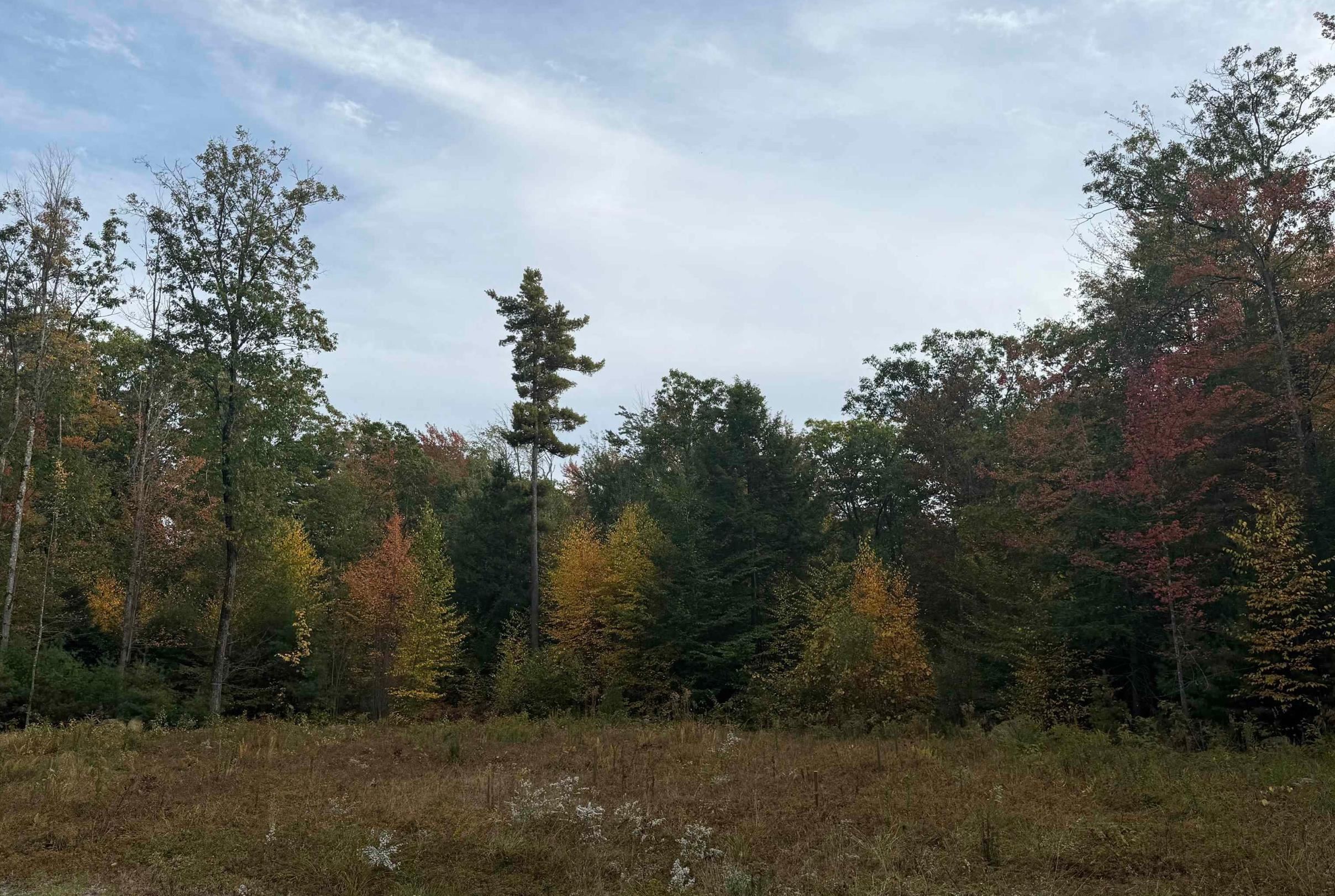 Land in Francestown 3