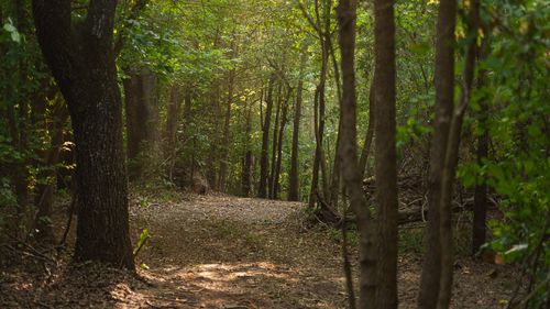 TBD County Road 246 S, Tyler, TX, 75705 | Card Image