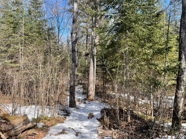 Needleleaf Lot 6 | Image 6