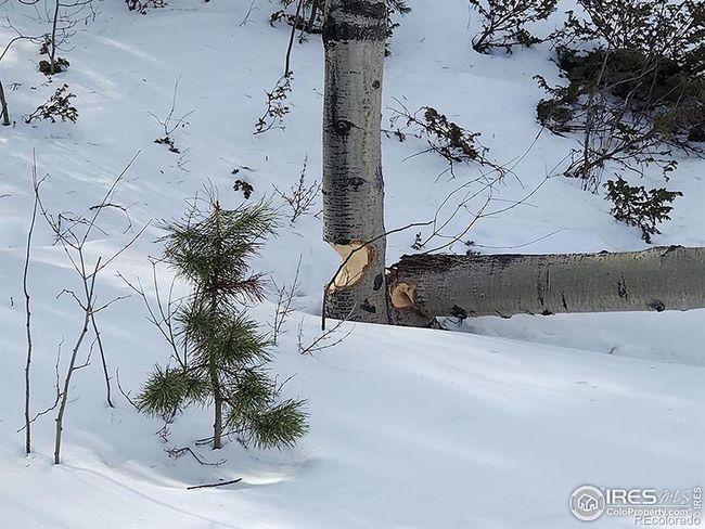 Oh, yes - Beaver are local | Image 10
