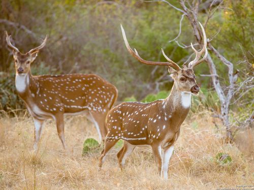 LOT 29 Vaquero Pass, Boerne, TX, 78006-6007 | Card Image