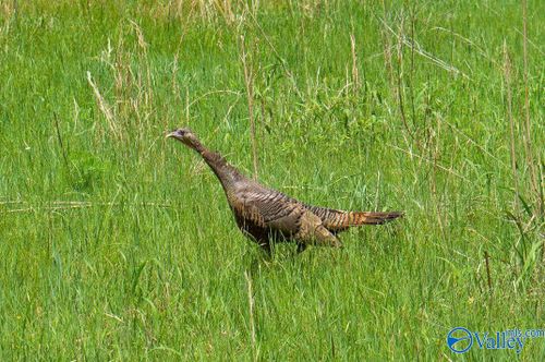 1203 County Road 303, Princeton, AL, 35766 | Card Image