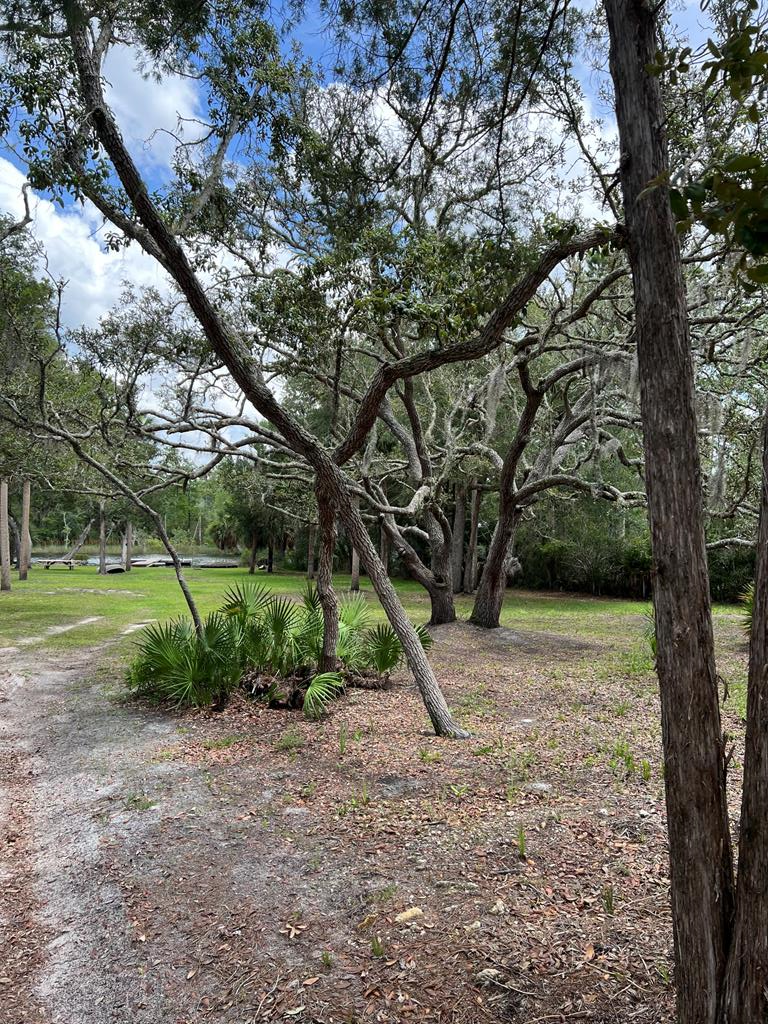 Land in Steinhatchee 4