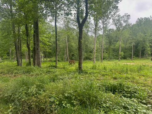 8125 Van Buren Rd, Saulsbury, TN, 38067-8011 | Card Image