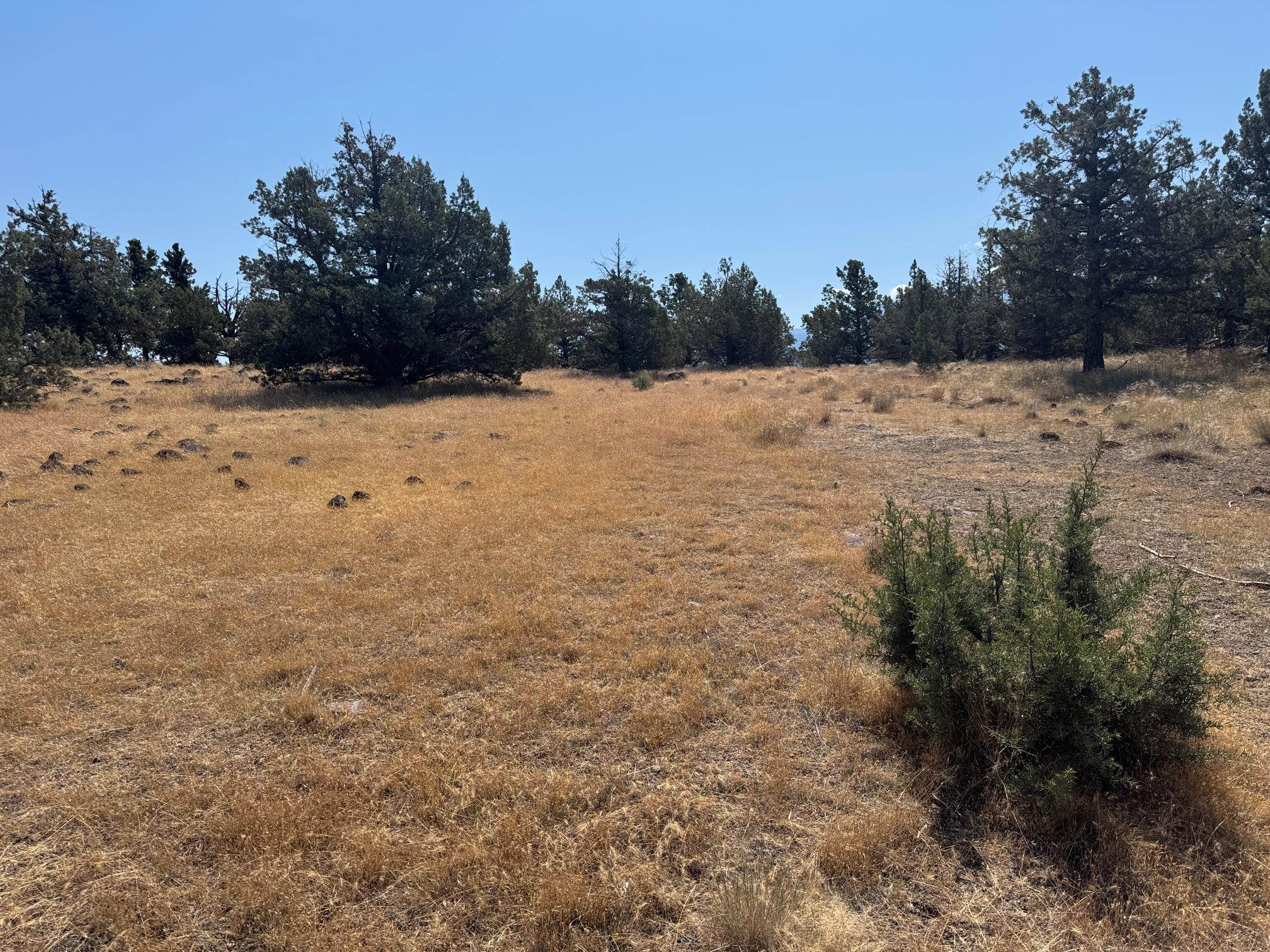 Land in Weed