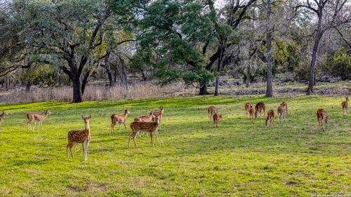 124 Hoskins Trl, Boerne, TX, 78006-7987 | Card Image