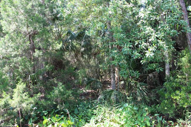 1 Hobbs Way, Home with 0 bedrooms, 0 bathrooms and null parking in ST MARKS FL | Image 5