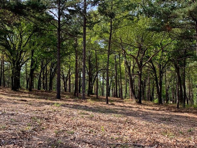 3200 Shadow Pine Dr, Home with 0 bedrooms, 0 bathrooms and null parking in LaRue TX | Image 9
