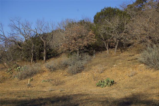 View of local wilderness | Image 31