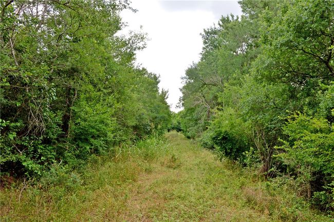 View of woods | Image 33