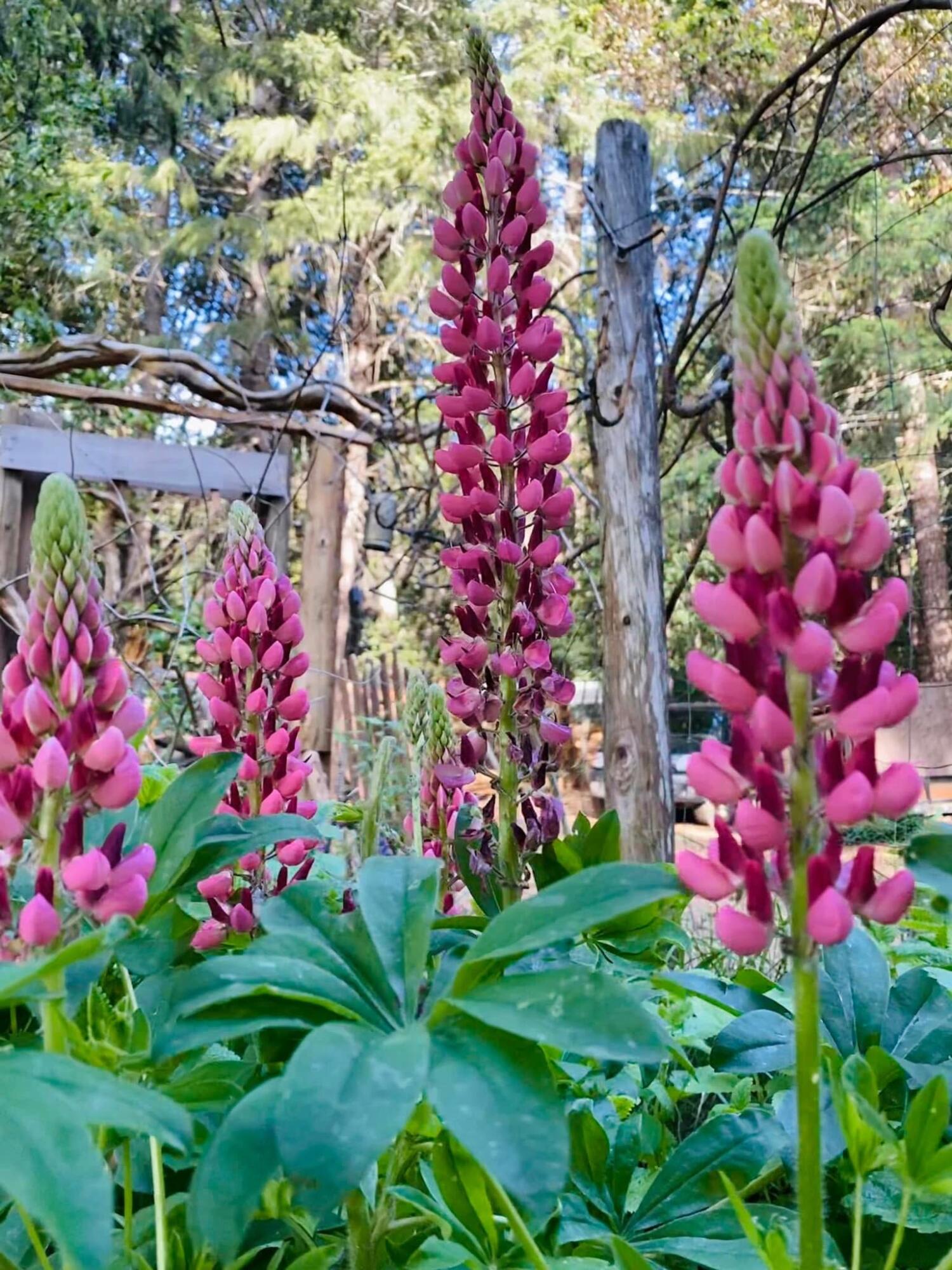 Residential in O'Brien 4