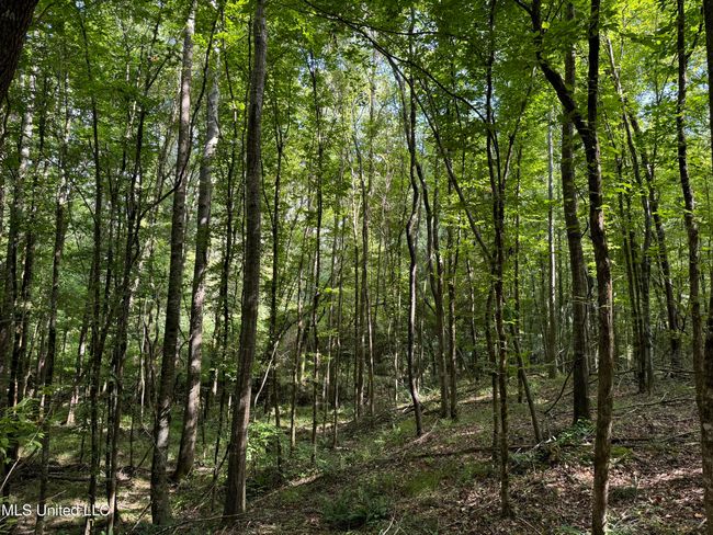 land-for-sale-lincoln-county-ms 13 | Image 15