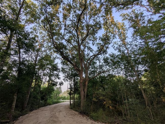 Mature trees on driveway. | Image 17