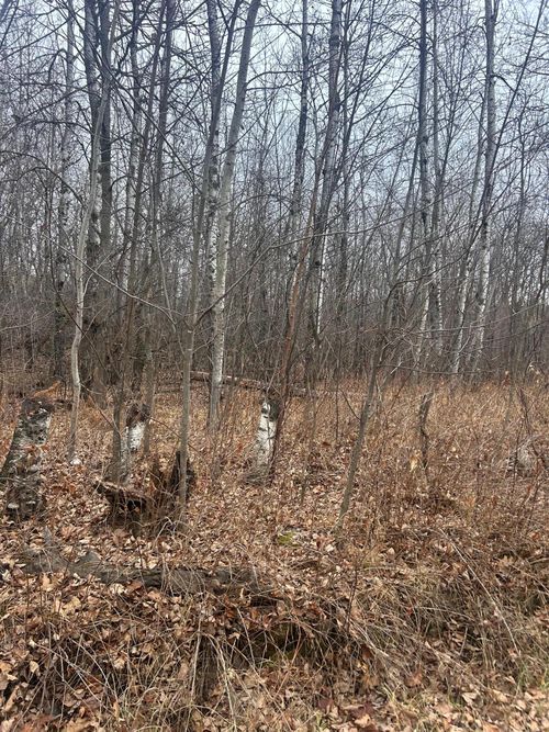 TBDxxxx Golf Course Dr, Cushing Twp, MN, 56443 | Card Image