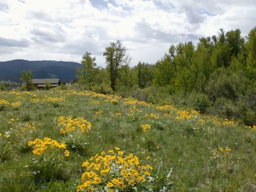 779 Cayuse Trl, Bozeman, MT, 59718-8048 | Card Image