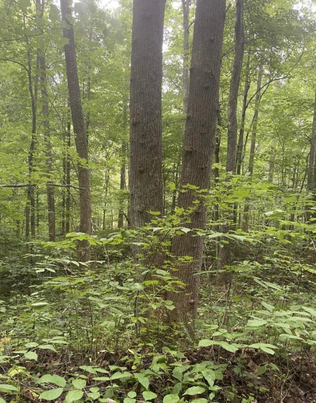 45 Kinkaid Rd, Home with 0 bedrooms, 0 bathrooms and null parking in Manchester KY | Image 5