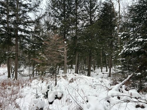 Lot 20 Cth G, Pelican Lake, WI, 54463 | Card Image