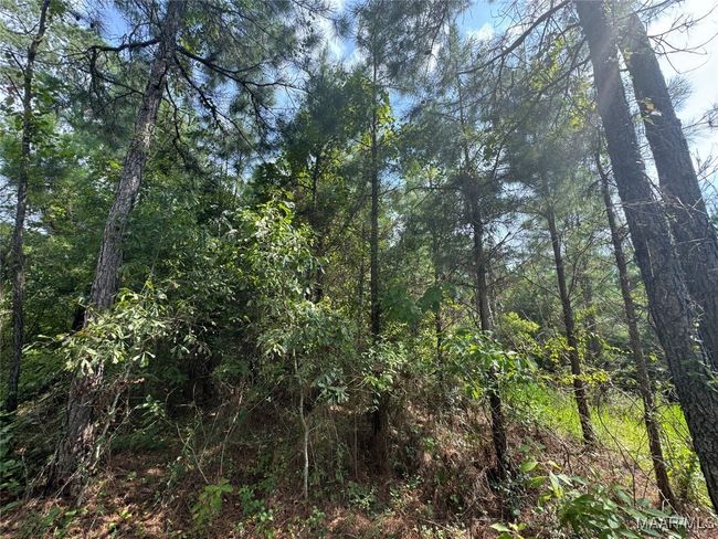 0 Highway 106 E, Home with 0 bedrooms, 0 bathrooms and null parking in Georgiana AL | Image 11