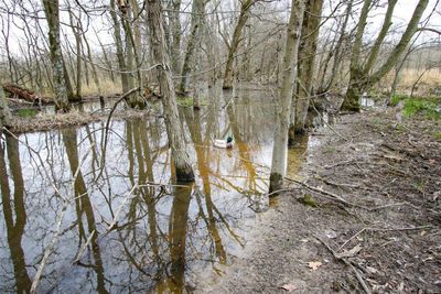 0 Highway 53  Wetland Acreage, Home with 0 bedrooms, 0 bathrooms and null parking in Campbell MO | Image 2