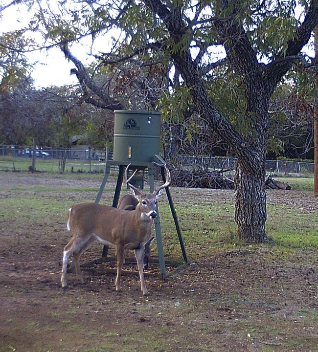 View of Deer | Image 22