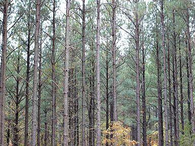 Land in Broken Bow