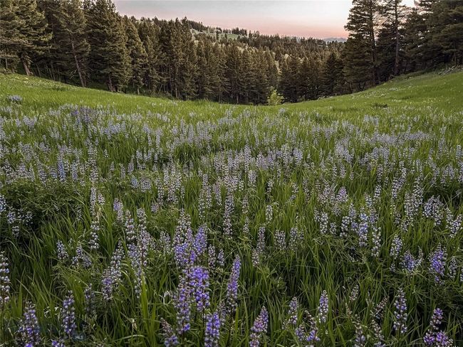 Unrivaled wildflower meadows. | Image 69