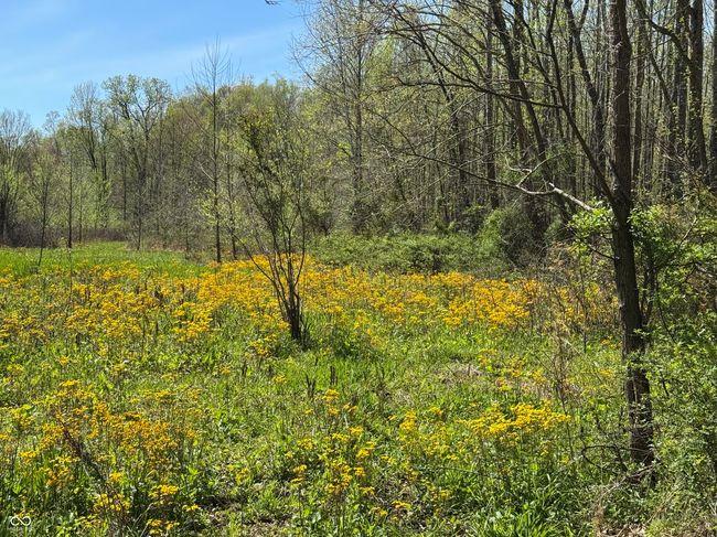 view of nature with a wooded view | Image 16