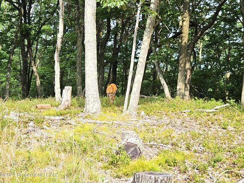 NR Lot 207 Little Bear Lane, Hazle Twp, PA, 18202 | Card Image