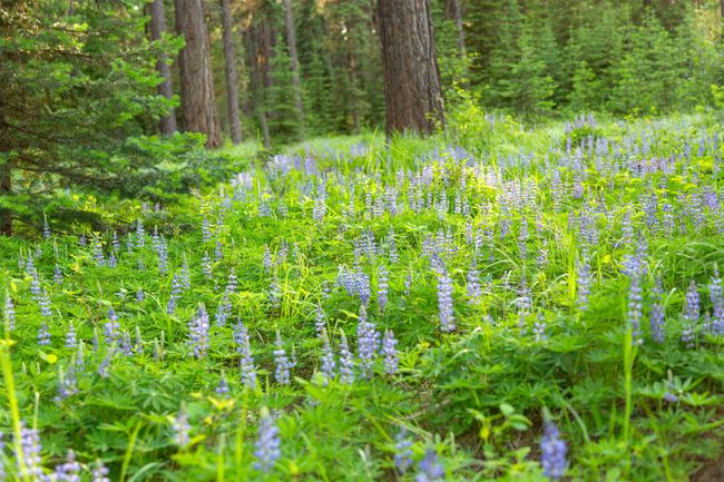 Lupine abounds! | Image 49