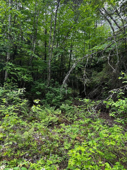 Lot 9-4 Lilly Drive, Newport, ME, 04953 | Card Image