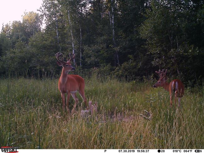 Wildlife 2 Deer | Image 46