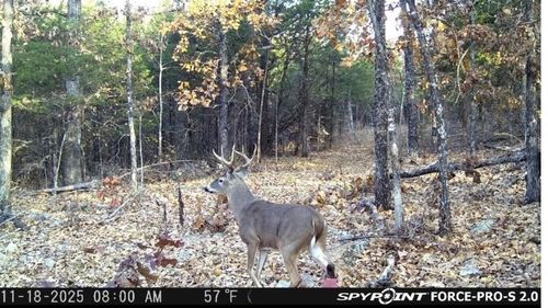 0000 Buck Ridge Ln, Williford, AR, 72482 | Card Image